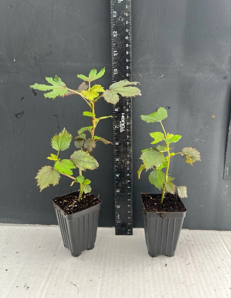 Midnight Marvel Hardy Hibiscus-SMALL ROOTED STARTER Plant-Hibiscus moscheuto