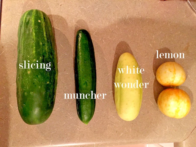 30+Muncher CUCUMBER Seeds Organic Summer Vegetable Garden Patio Container Easy