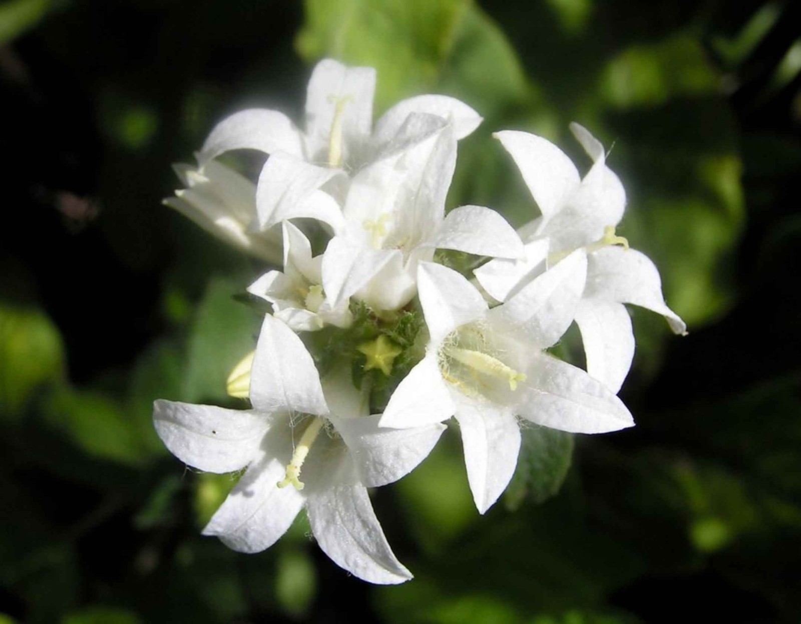 Campanula glomerata – Alba seed