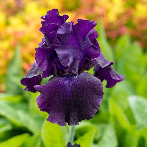 Tall Bearded Iris Reblooming Ozark Rebounder Freshly Dug 1 starter plant