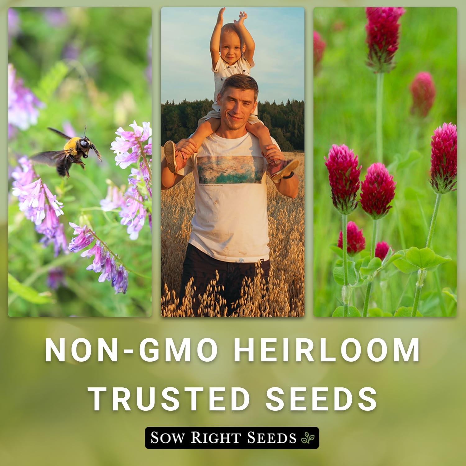 White Dutch Clover Seeds NonGMO Cover Crop for Gardens Attract Pollinators