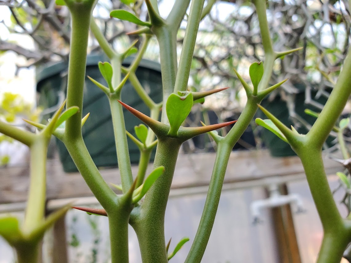 Decarya madagascariensis – Zig Zag Plant – Madagascar – Rooted Lot Dm1