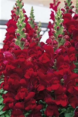 Snapdragon Maryland GF1-2 Red 500 seeds