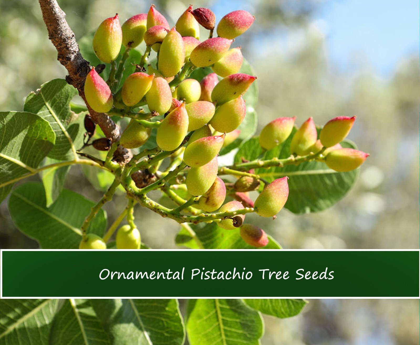 Heirloom Tree Seeds – Ornamental Pistachio- 20 Seeds – -Pistacia chinensis