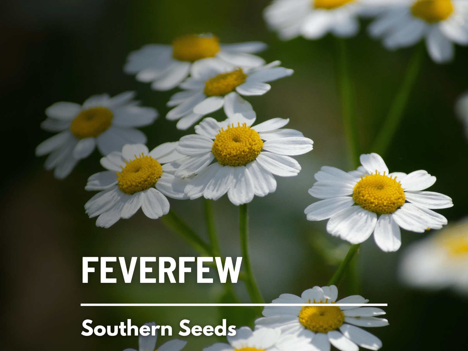 Feverfew – 100 Seeds – Medicinal Herb – Hummingbirds (Tanacetum Parthenium)