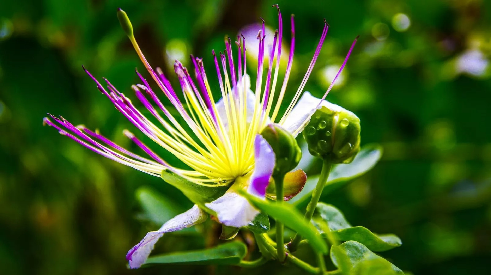 Caper Bush (Capparis Spinosa) Fresh Seeds