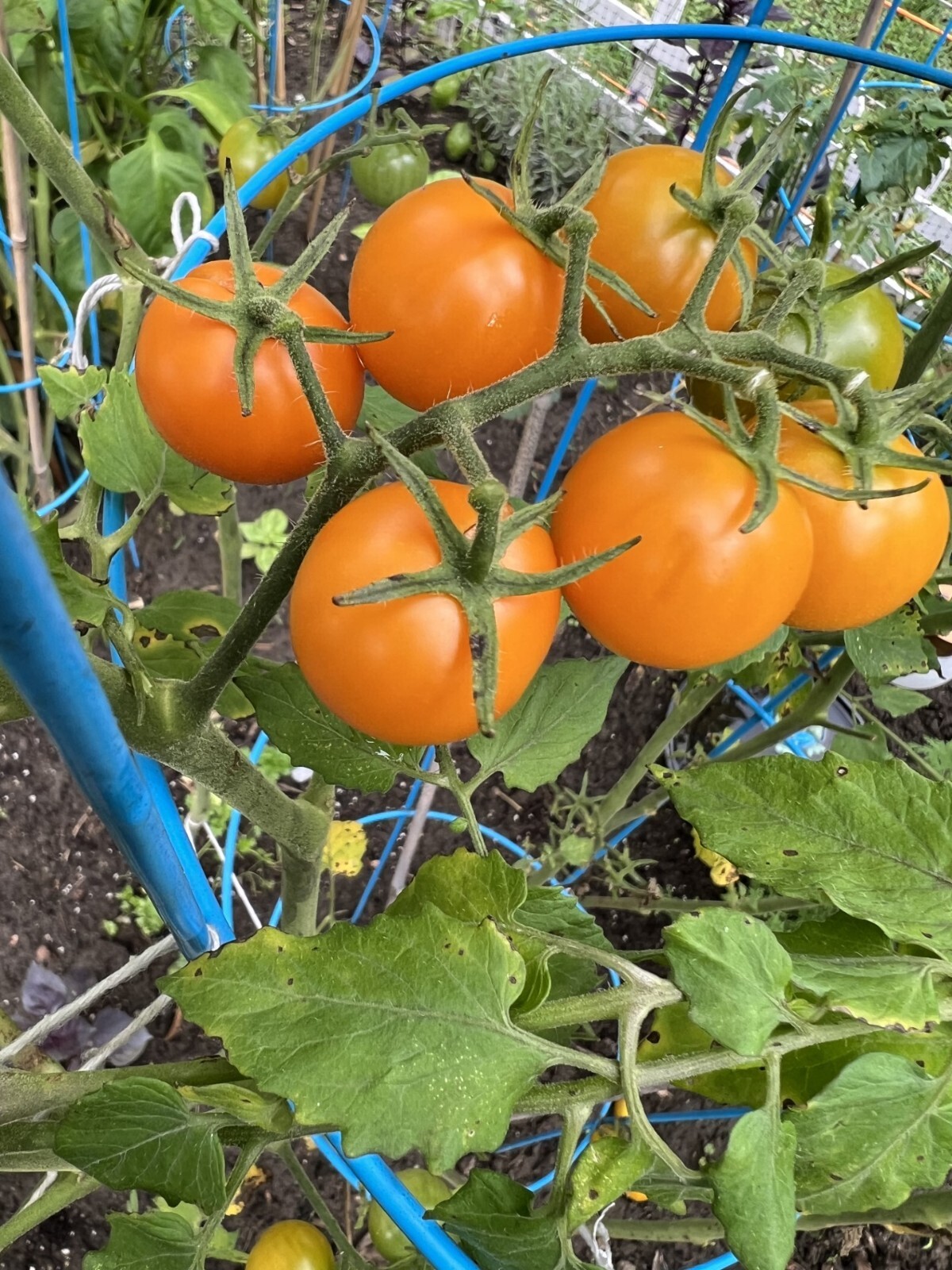 *2023* ORGANIC GROWN SUN GOLD CHERRY TOMATO 20 SEEDS SWEET FRESH SUMMER 2023*