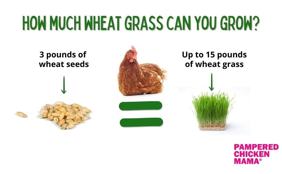 Non-GMO Fodder Seeds for Chickens (3 pounds), Pasture Grass Seed, Wheat Grass…