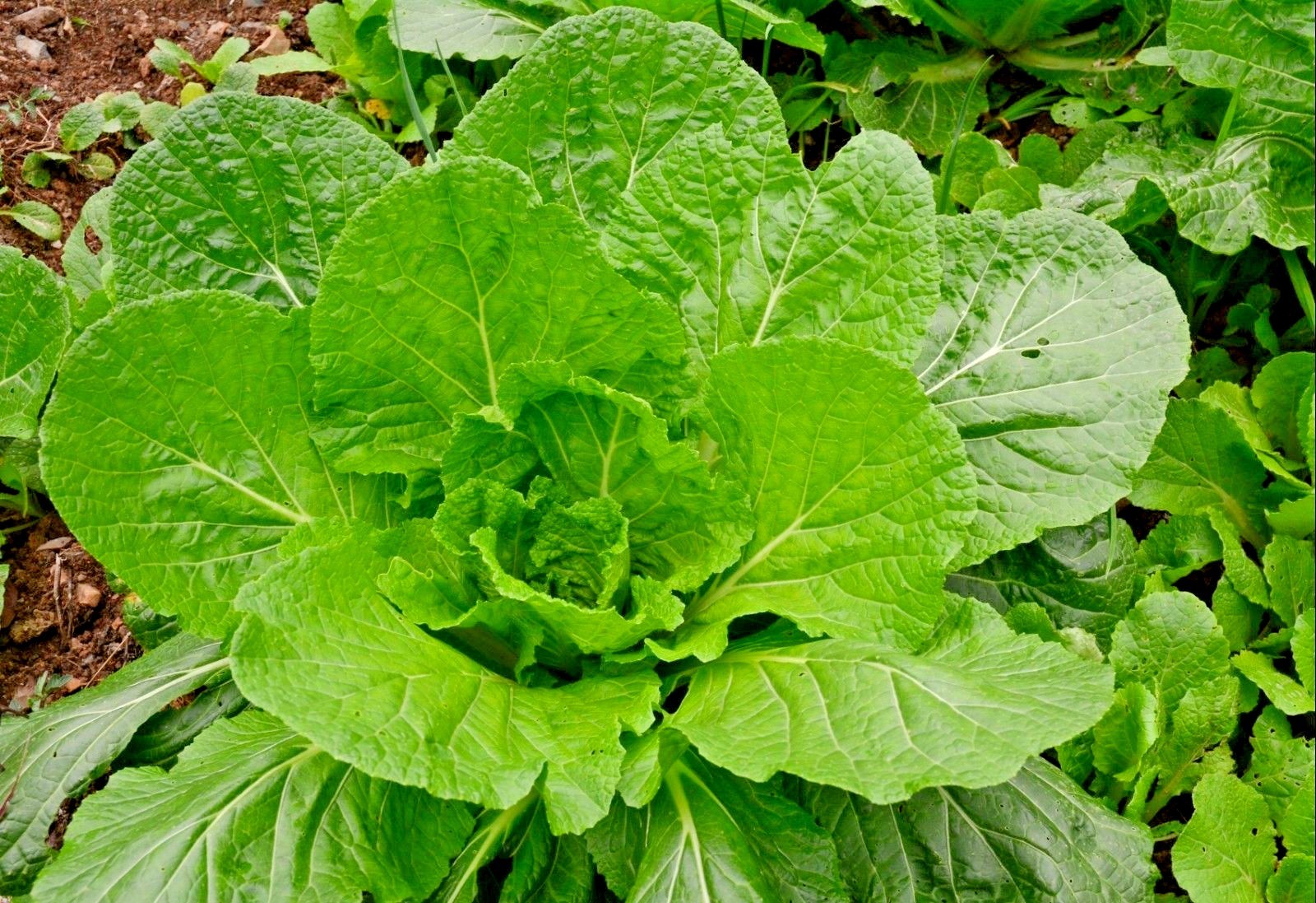 600+Florida Broadleaf MUSTARD GREENS Seeds Organic Spring Fall Garden Container