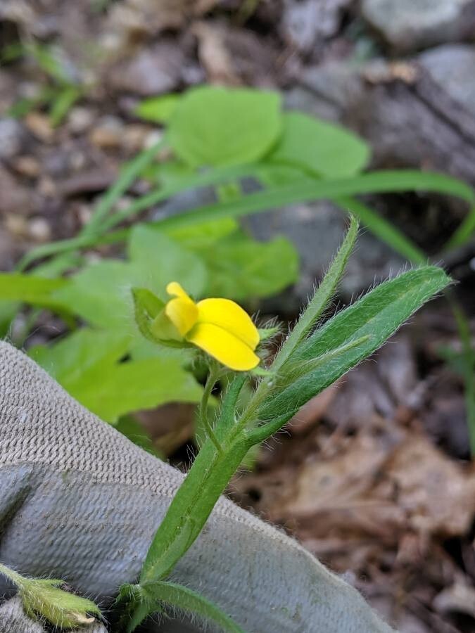 Crotalaria sagittalis 25 Seeds – Rattlebox