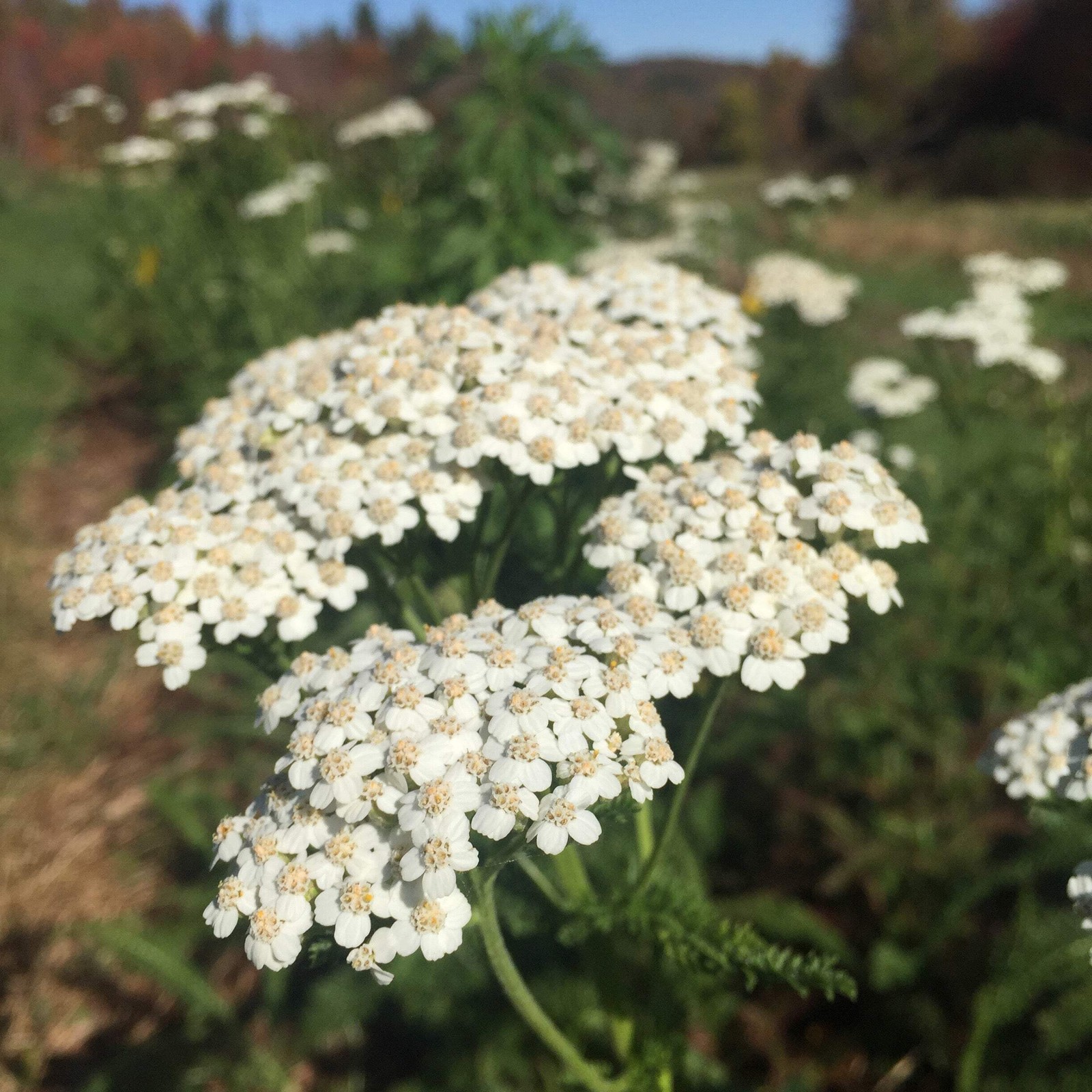 Yarrow Seeds (Achillea millefolium) ~Traditional Herb Native Pollinator Garden