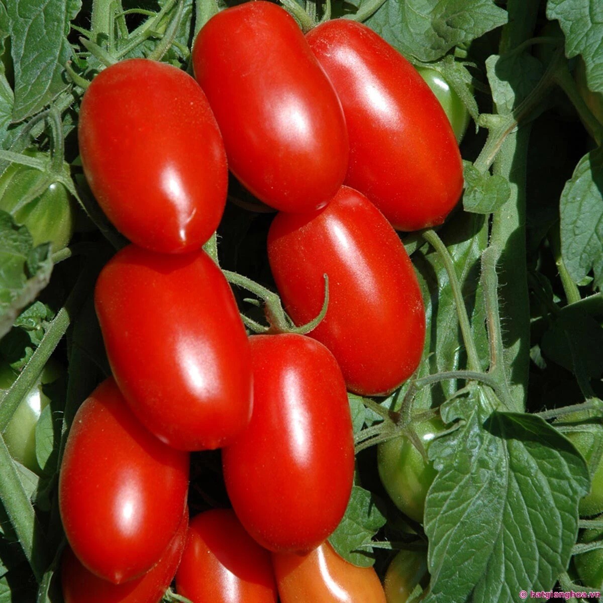 Sugar Grape Tomato – 50 Seeds 2023 – USA