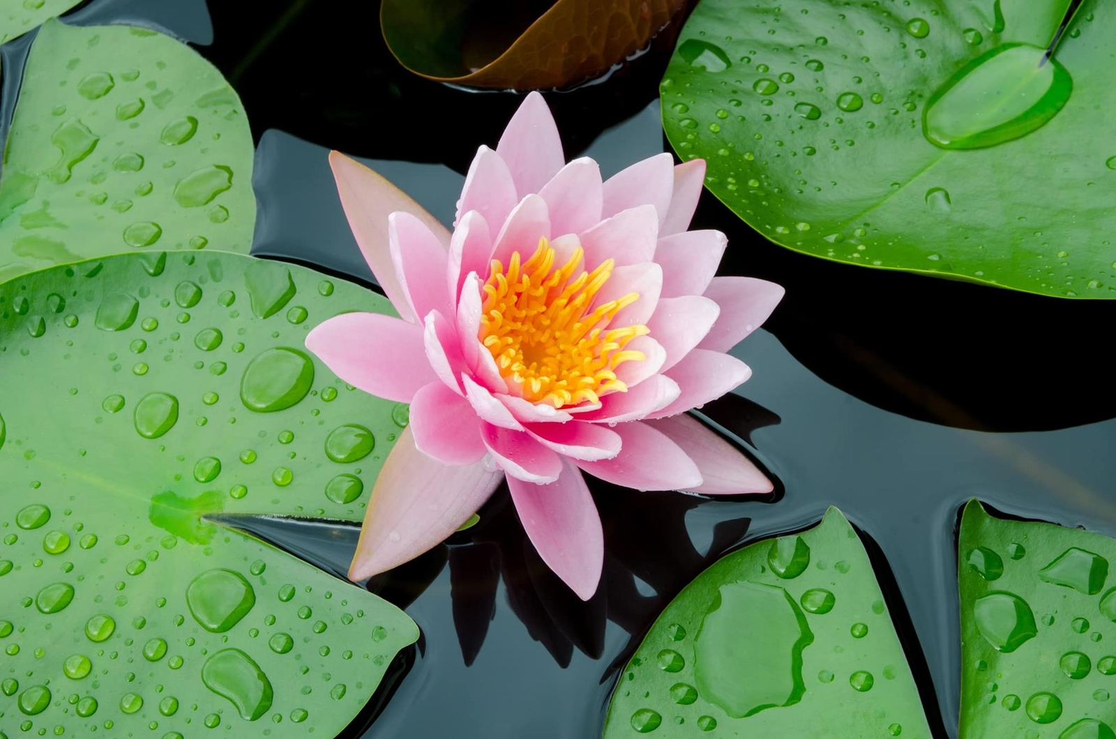 Sacred Lotus Flower Seeds for Planting (15 Seeds) – Popular Aquatic Plant