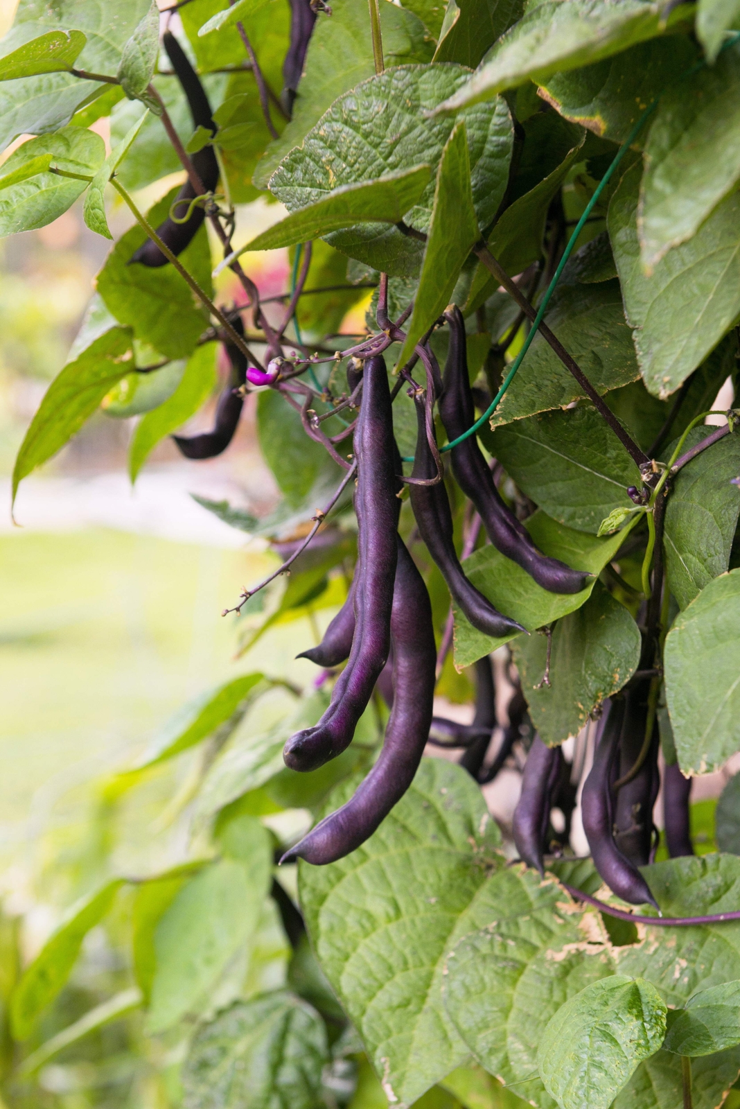 40 Royal PURPLE POD BEAN Phaseolus Vulgaris Vegetable Seeds