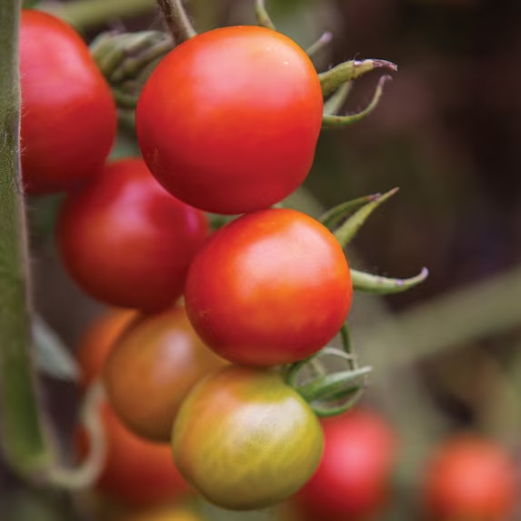 Burpee Super Sweet 100 Hybrid Tomato Vegetable Seed, 1-Pack