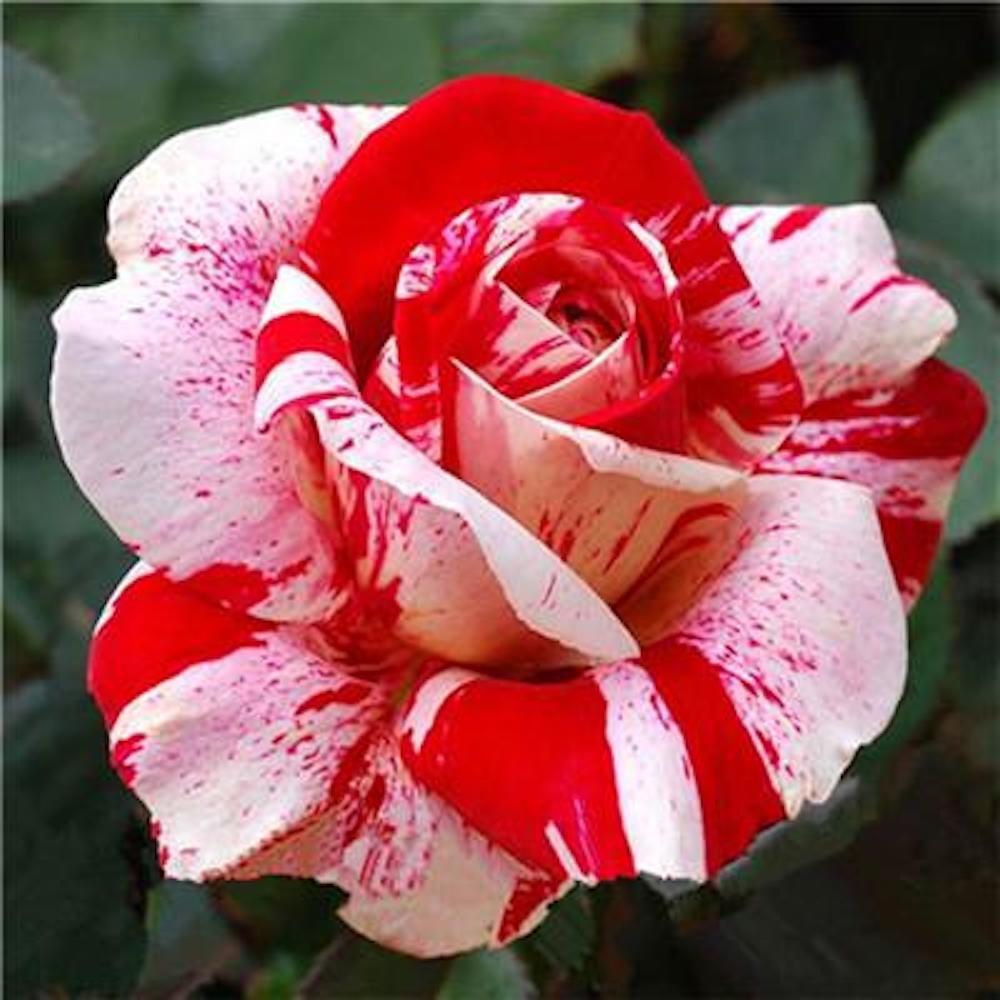 25 PACK STRIPED hybrid ROSE SEEDS for germination garden flower bed plant bush