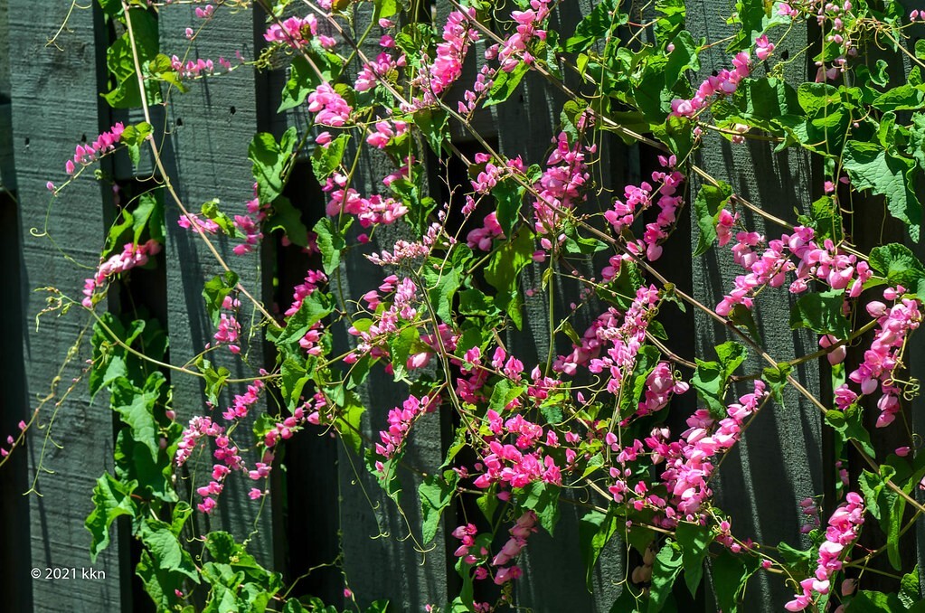 Coral Vine Antigonon leptopus~~SMALL Rooted Starter Plant~Butterflies love it!!!
