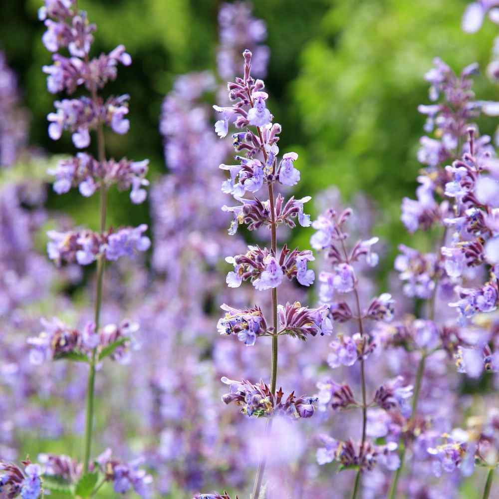 Catnip Seeds Nepeta Cataria Puurfect Garden Treat 4 Your Cat 1000 to 5000 SEEDS