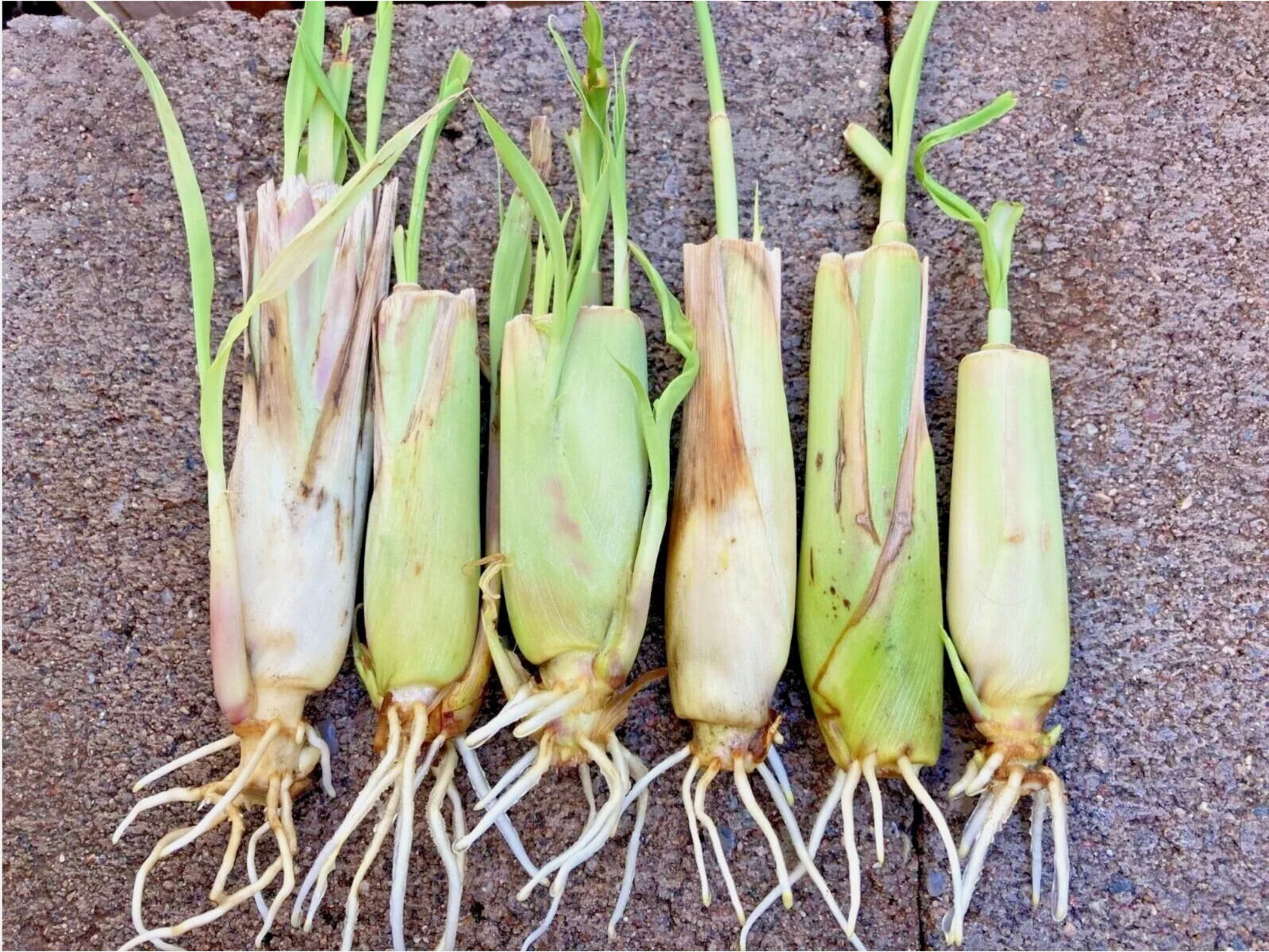 Lemongrass Plants (ตะไคร้), (sả), – 10 Inches Long, Rooted and Ready to Plant