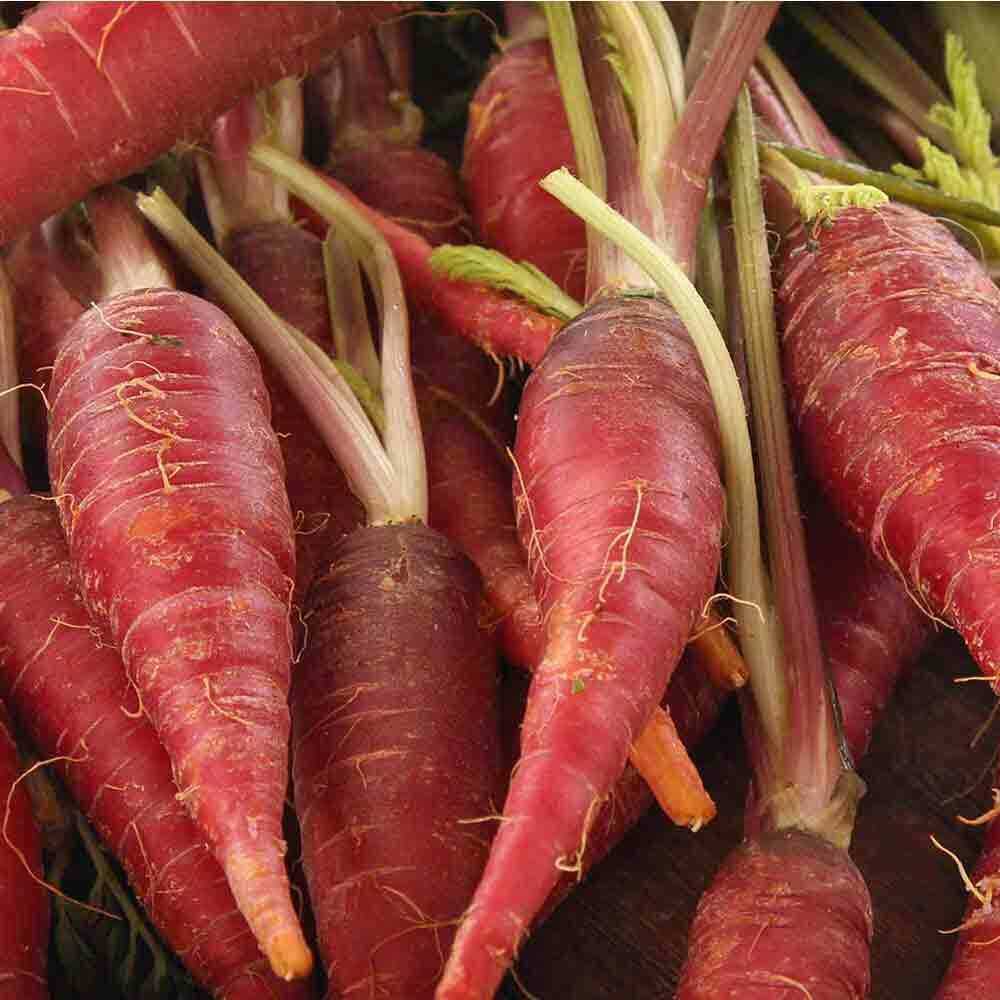 Red dragon carrot seeds 200+ seeds + Free Shipping