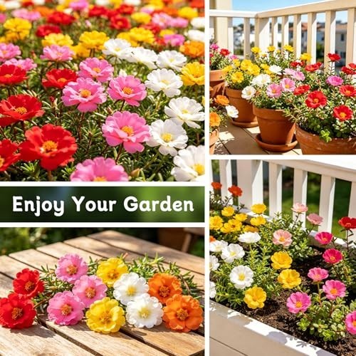 40,000+ Moss Rose Seeds – Non-GMO Bulk Flower Seeds for Outdoor Planting, Mixed