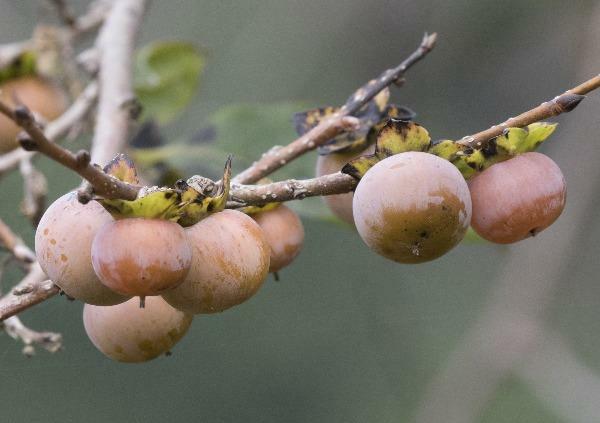 Diospyros lotus | Date-Plum | Caucasian or Lilac Persimmon | 20 Seeds