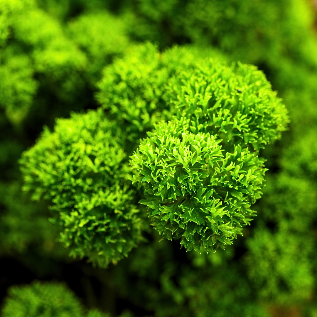 Fresh Moss Curled Parsley Seeds | Heirloom Non-GMO | Herb Seeds