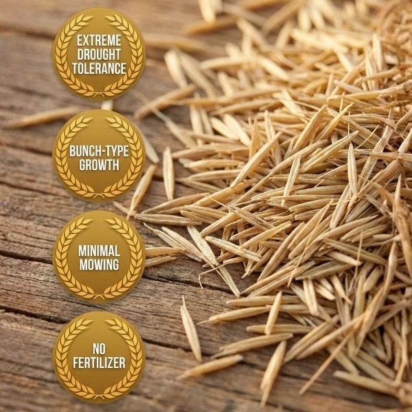 Old Cobblers Farm™ Wicked Tuff Turf Hard Fescue Grass Seed – Drought Resistant