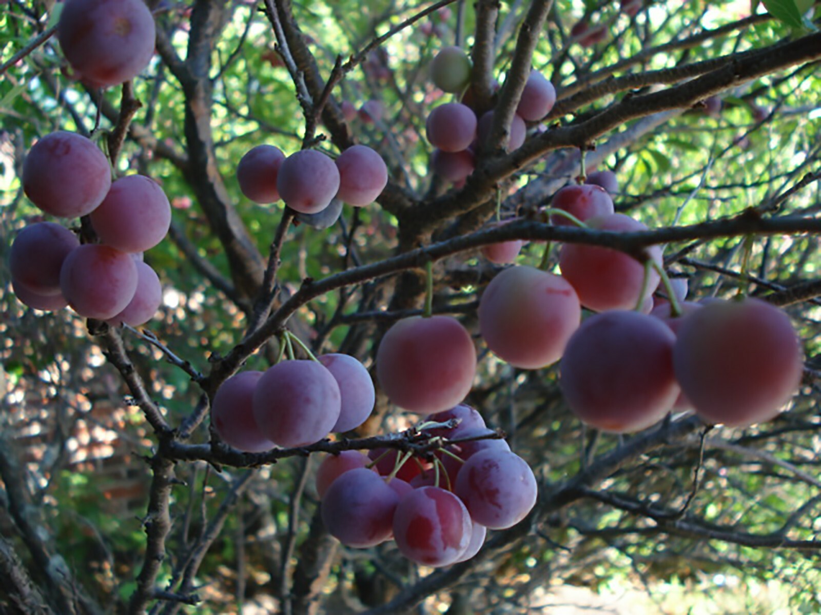 Beach Plum, Prunus maritima, Shrub Seeds