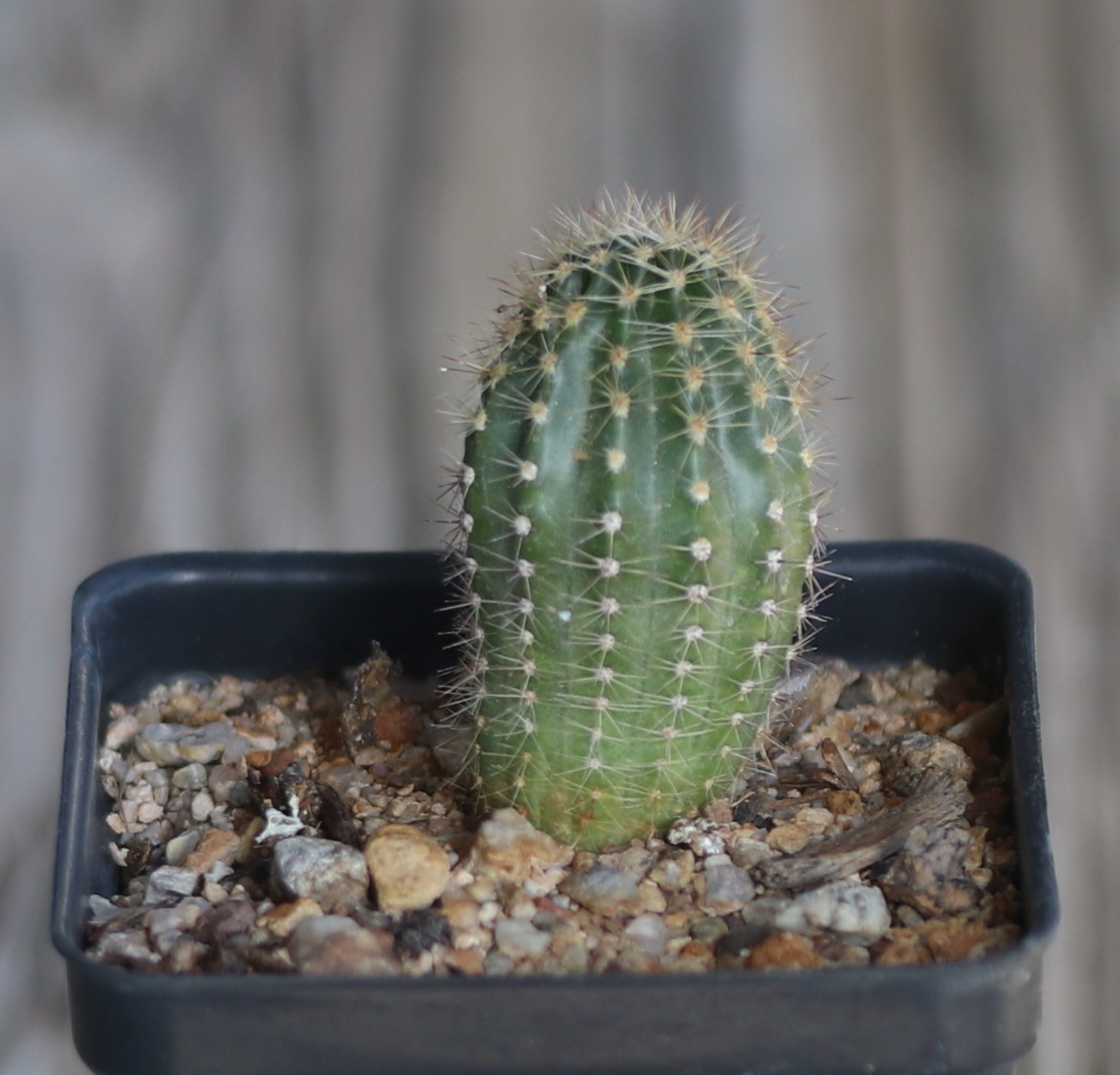 Echinopsis ‘Tabasco’