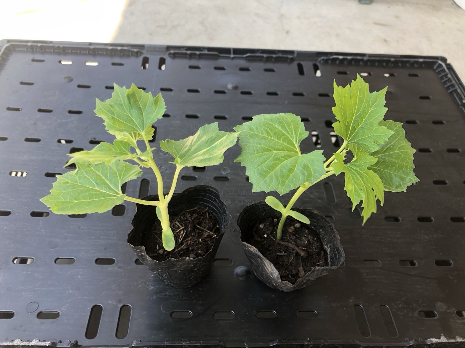 2 BitterMelon Starter Plant Bitter Gourd Ready To Plant Free Shipping