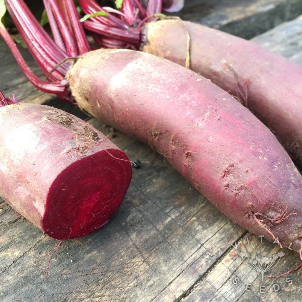 500 Beet Cylindra – Non-GMO Heirloom Beet- Formanova Beet – Bulk Seed