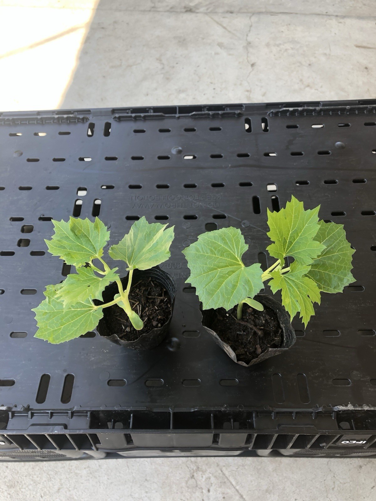 2 BitterMelon Starter Plant Bitter Gourd Ready To Plant Free Shipping