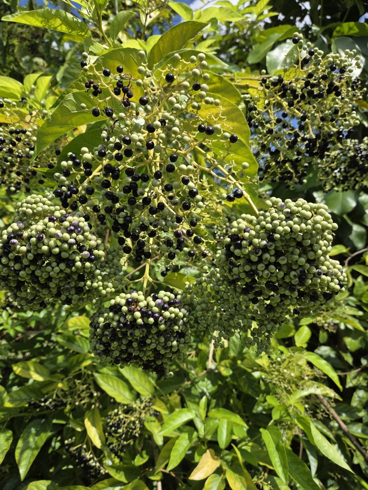 30 seeds of La Cach, cay vong cach,Premna serratifolia L. – harvest Aug-Sept2025