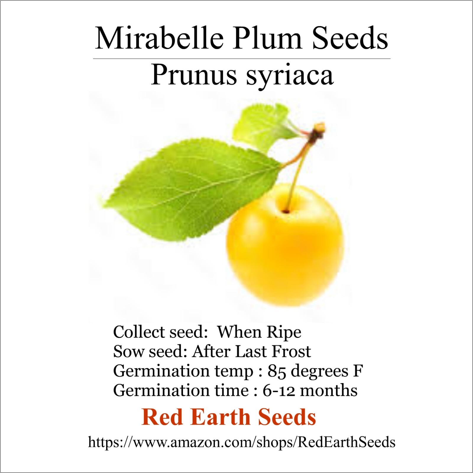 Mirabelle Plum – 5 Seeds – Prunus domestica syriaca