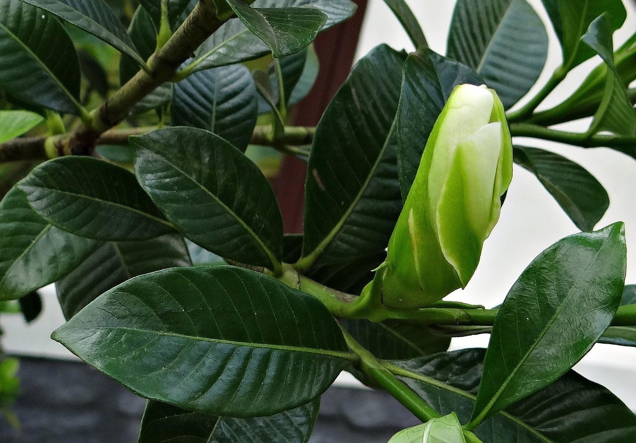 200+ Gardenia Jasminoides Seeds – Cape Jasmine Fragrant Shrub Seeds for Planting