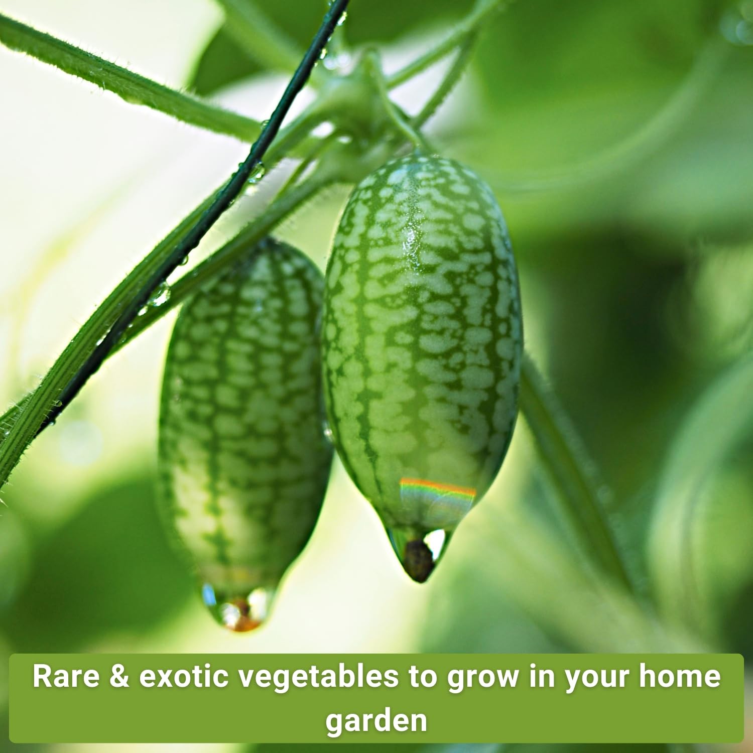 Exotic Vegetable Seed Collection 10 Pack NonGMO Heirloom Planting Garden