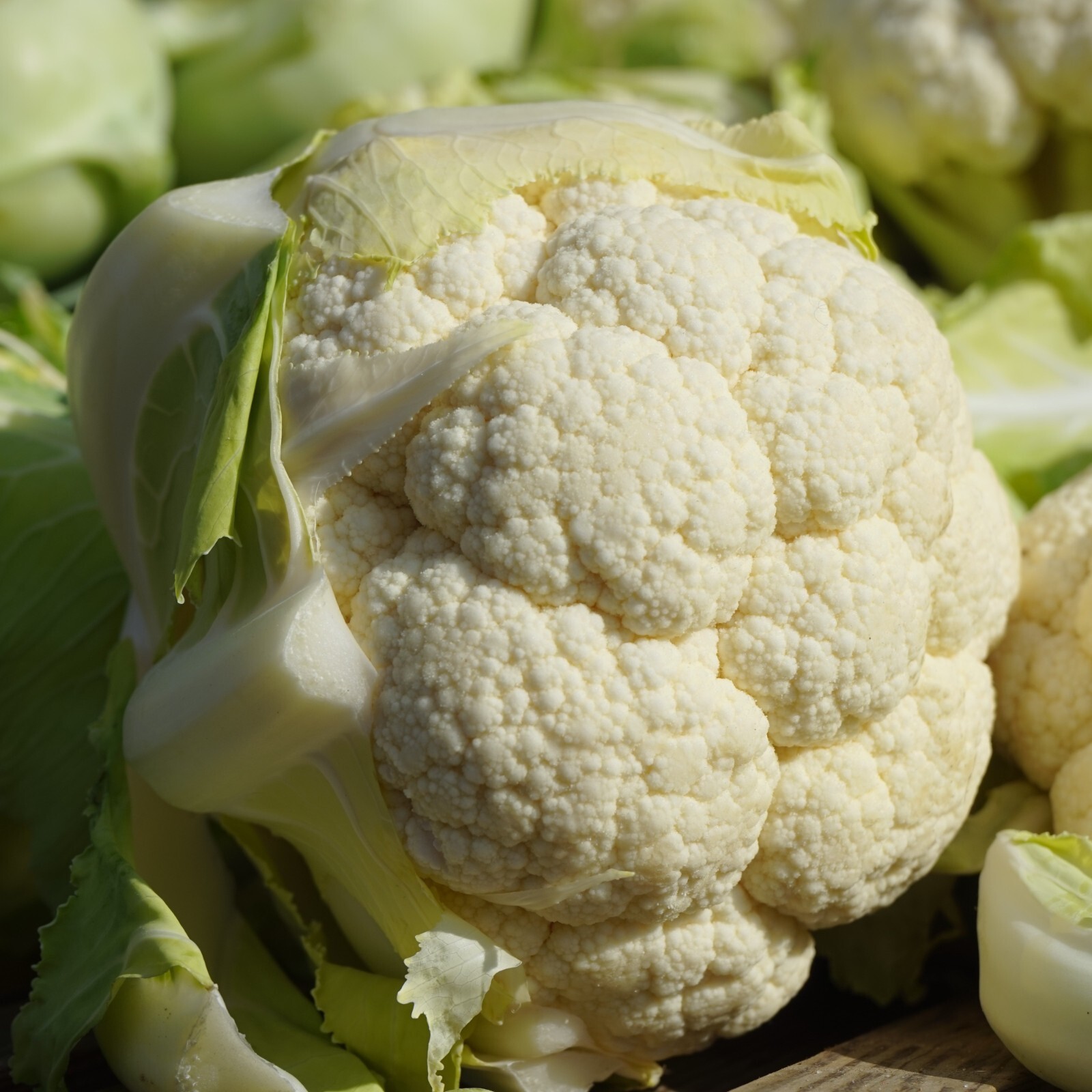 Cauliflower Snowball Seeds, Mild Flavor, Garden Favorite, Non-GMO, Free Shipping