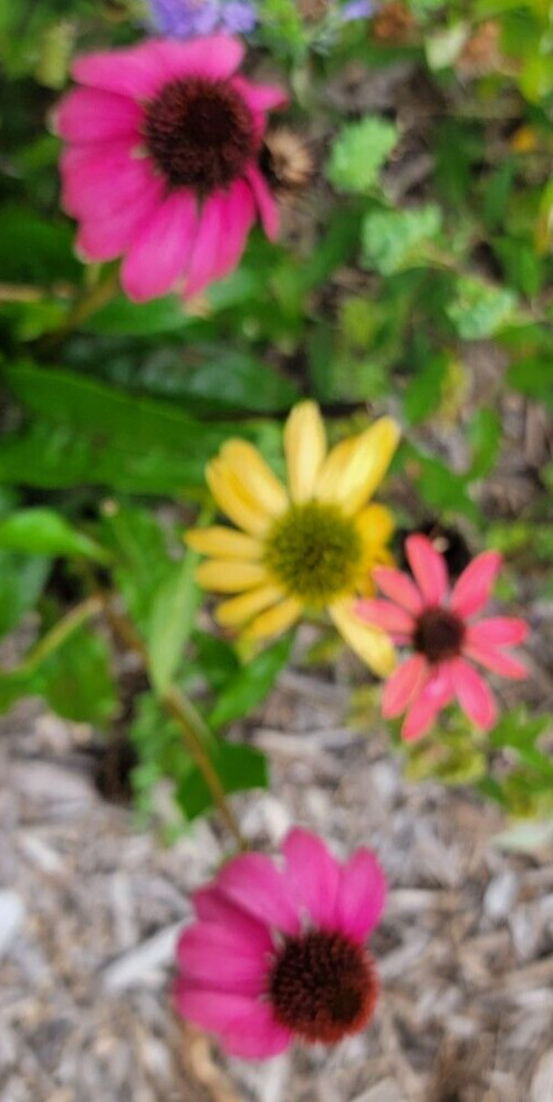 100 SEEDS CHEYENNE SPIRIT CONEFLOWER Echinacea in Orange Red Yellow Purple Pink