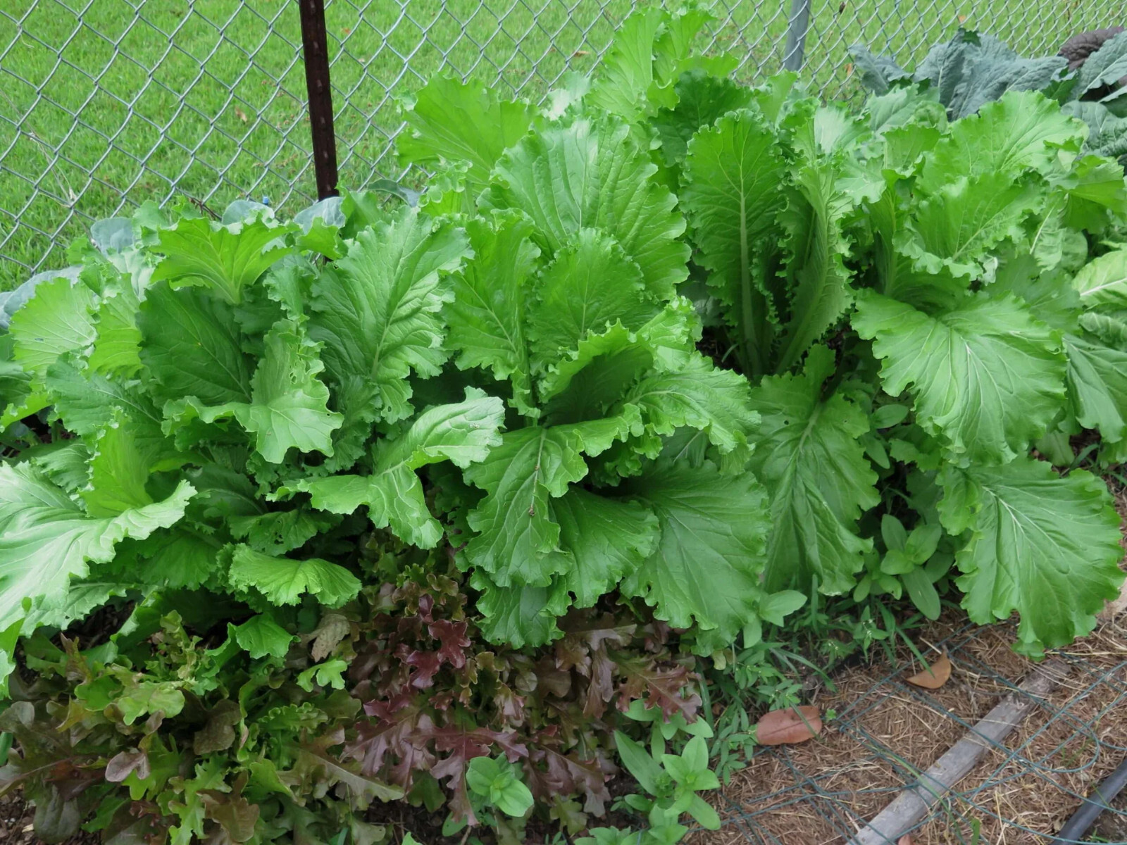 Florida Broadleaf Mustard Green seeds (200) / ORGANIC / FLORIDA GROWN
