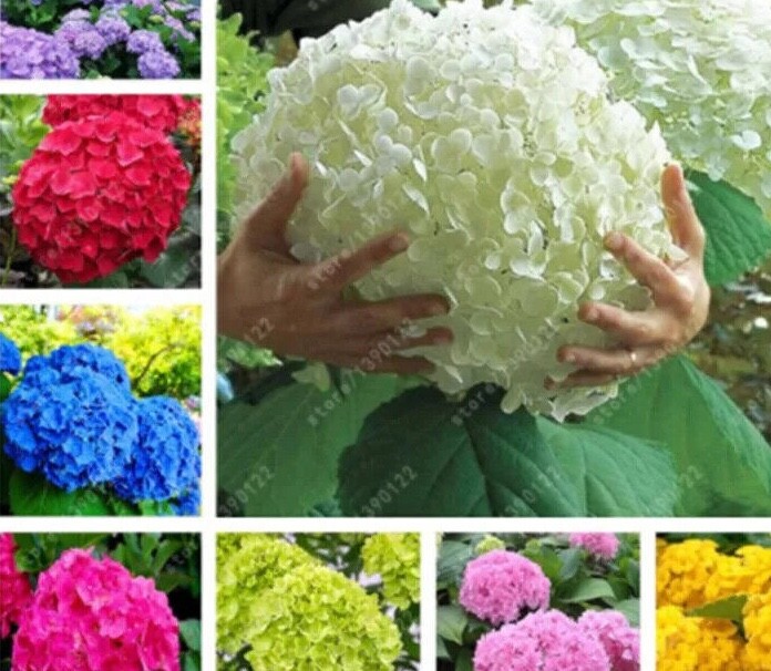 10 EXOTIC RARE HYDRANGEA SEEDS for garden flower beds plant bush USA SELLER USPS