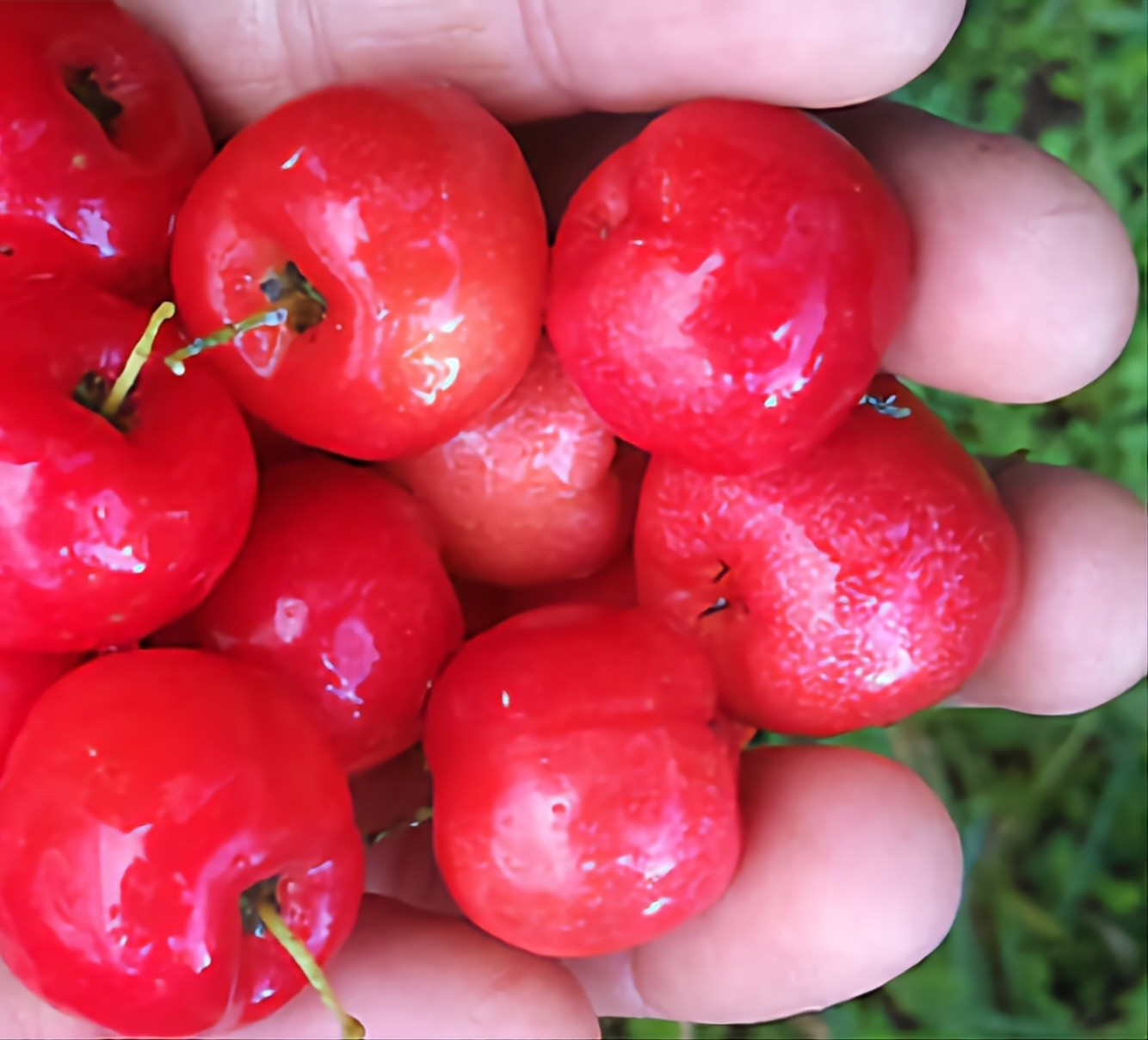 6 Puerto Rican Acerola | Malpighia Emarginata Seeds
