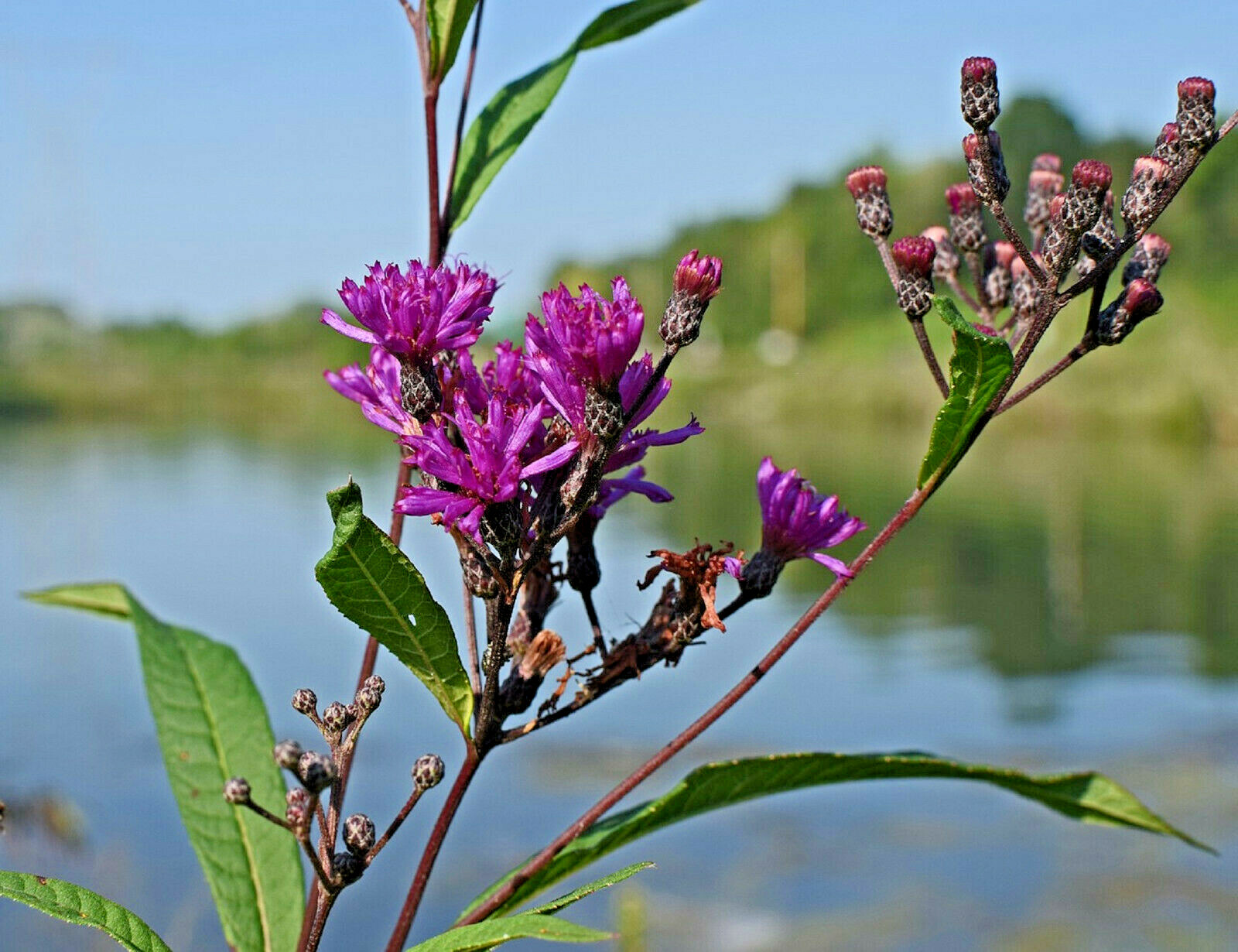 100 Ironweed Medicinal Herb Seeds Purple Flower FREE SHIPPING Vernonia fascicula