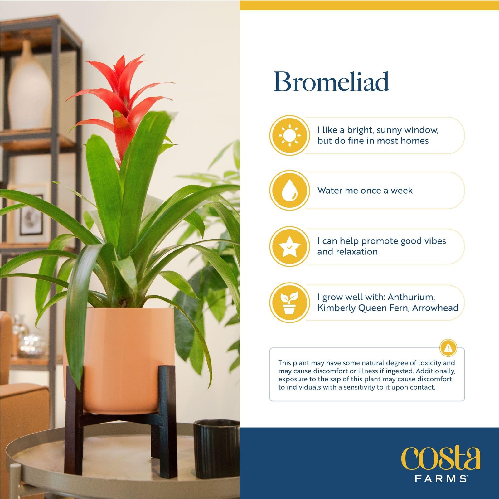 Bromeliad Live Plant | Blooming Flowers, 20-Inches Tall | Live Indoor Housepl…