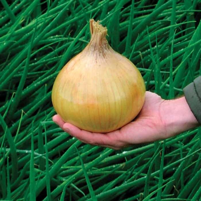 151 Heirloom Varieties! SURVIVAL/GARDEN SEED CACHE WITH $30 HERB PACK INCLUDED