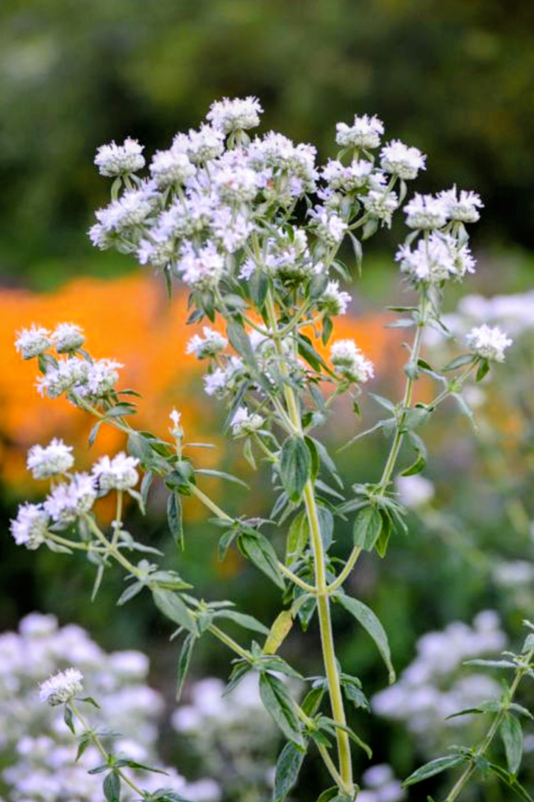 Organic Mountain Mint Seeds, Heirloom, 100 seeds