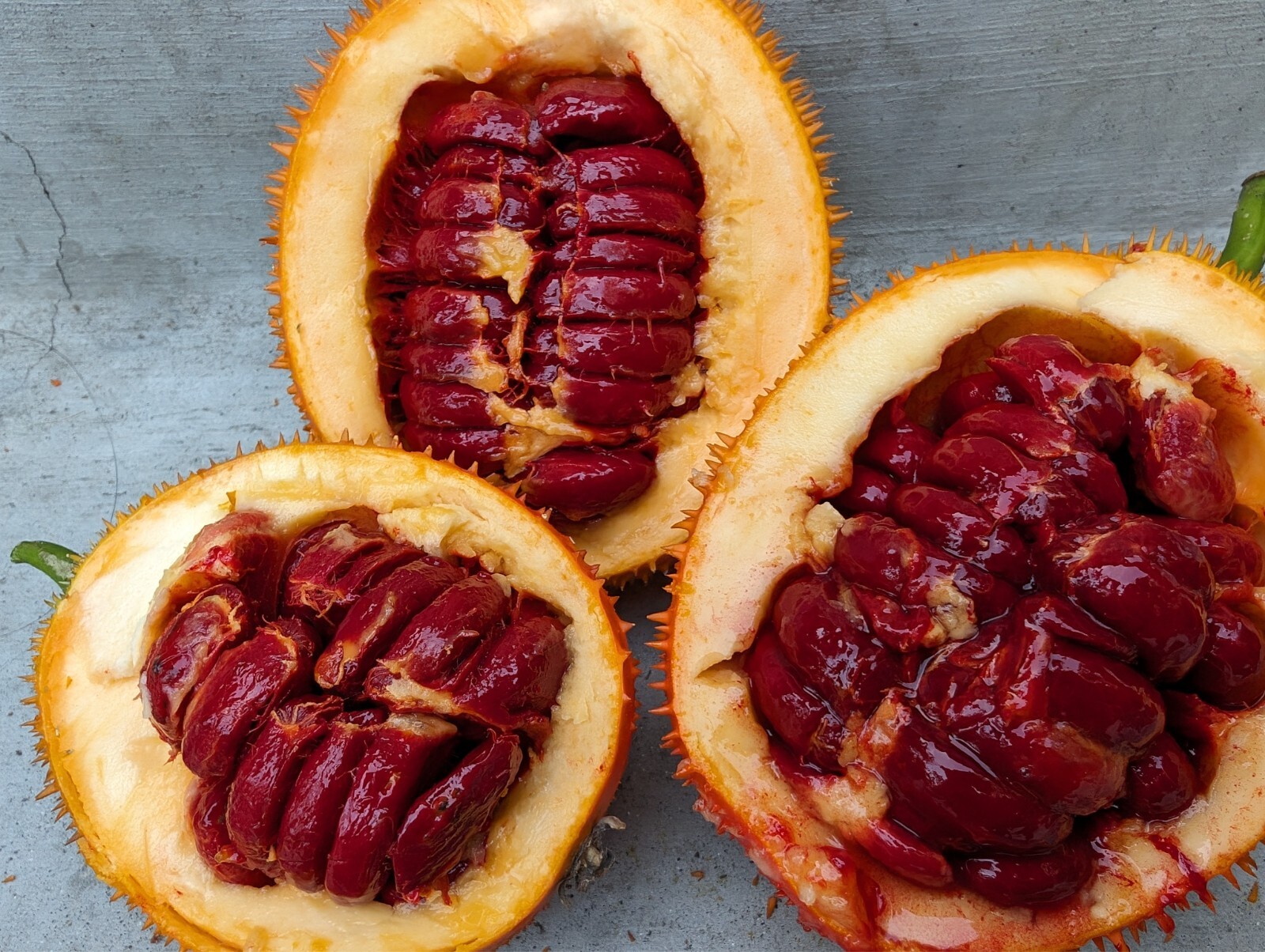 Dec 2025 Harvest | 10 Gac Fruit Seeds | Momordica Cochinchinensis | Hạt Trái Gấc