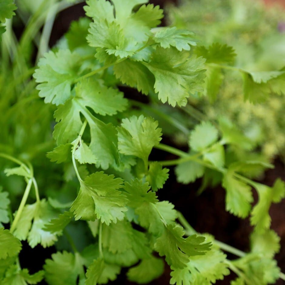 100 Cilantro / Coriander seeds |, organic, FREE S/H