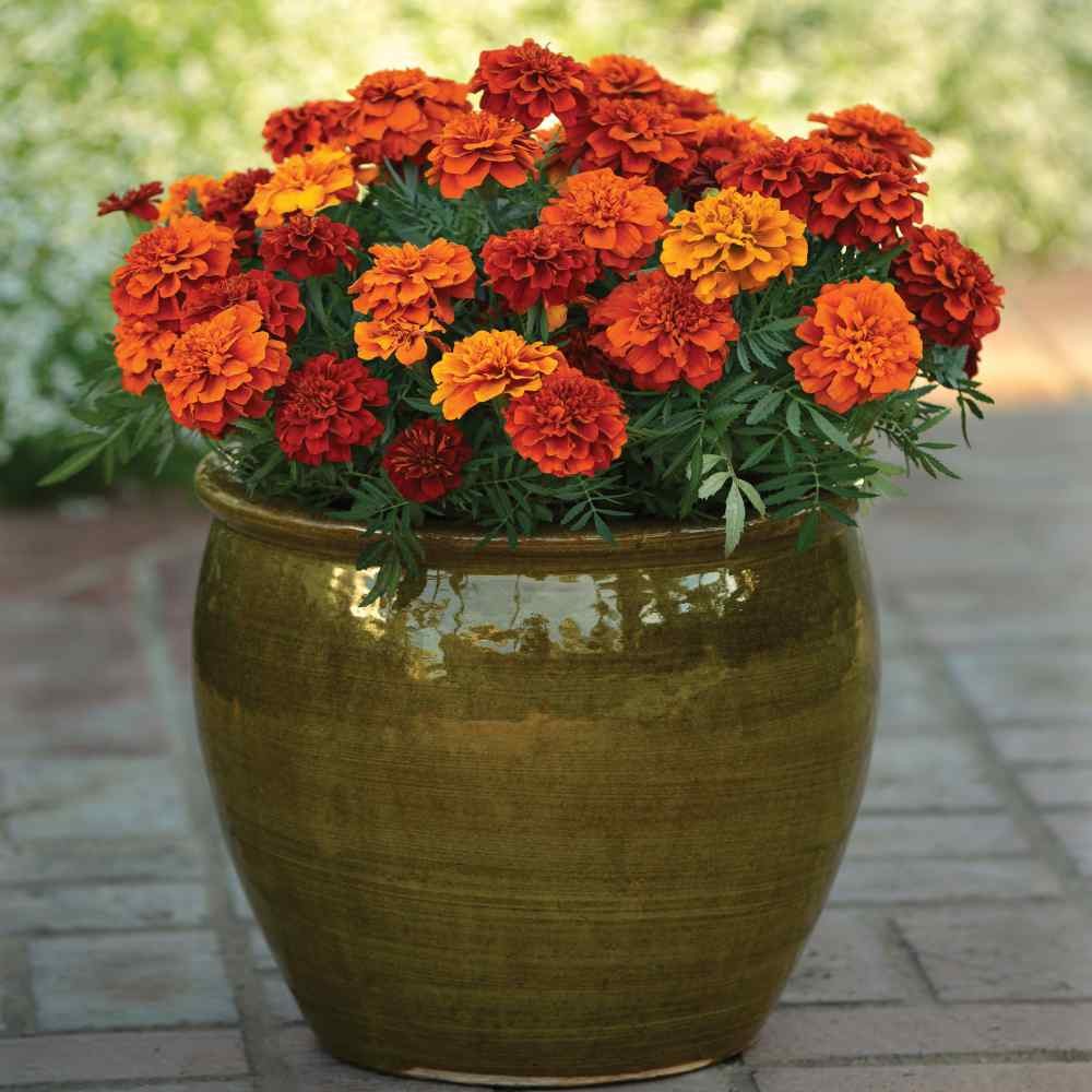 200 Seeds Tagetes Patula French Marigold Fireball Plant Flower Seeds