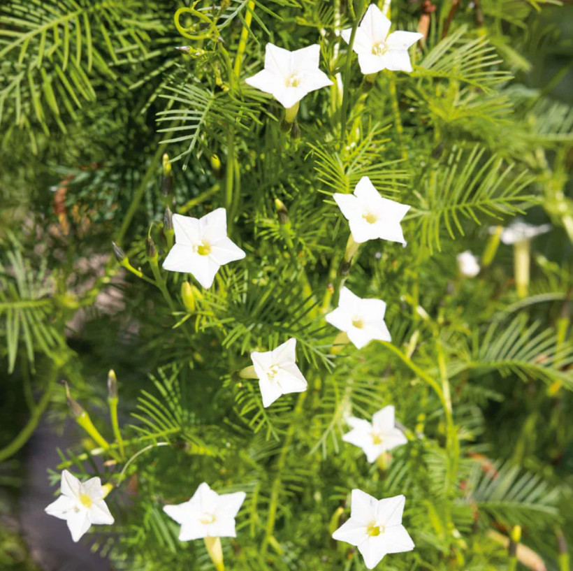 CARDINAL CLIMBER VINE WHITE Flowers Morning Glory Pollinator Attractor 50 Seeds!